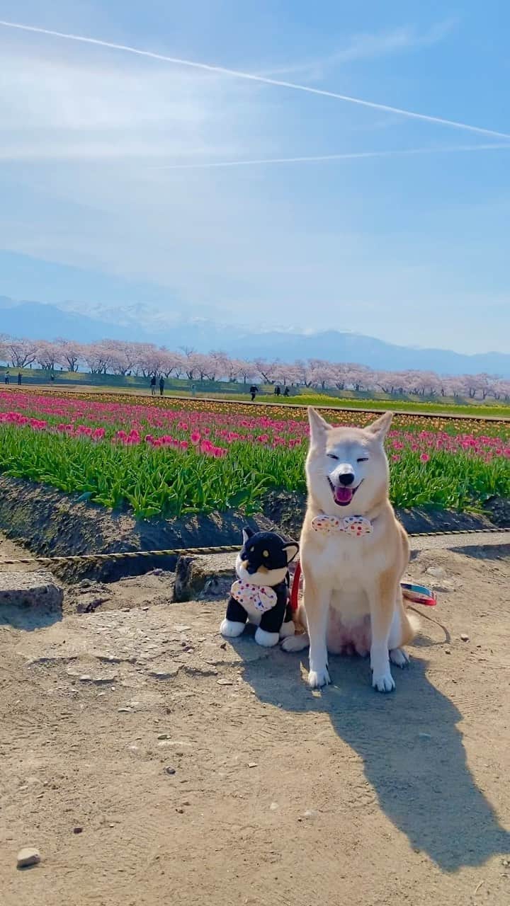 柴犬 けんしろう ゆりあのインスタグラム：「🌷🌸🐶🐶🌸🌷  富山、春の四重奏🌷🌼🌸🏔  今日は、青空と飛行機雲つき 本当に美しかったです✈️✨  今朝、父と母と姉とゆりあと出かけた 4年ぶりの朝日町舟川桜並木🚗🌸 きっと、ガクおじさんもけんちゃんも 車に一緒に乗り込んで見に行っていたね☺️  実は、父母が2月の1ヶ月間 同時に体調を崩していたので 今回の帰省で元気な顔が見れたこと そして、みんなで一緒に出かけられたこと 離れて暮らす娘にとっては 感慨深い桜の思い出となりました🥺🌸  素敵な出逢いもあった 今日の舟川の動画はまた改めてpostしますね❤️  #ソメイヨシノ #cherryblossom  #舟川べり  #春の四重奏  #富山 #柴犬」