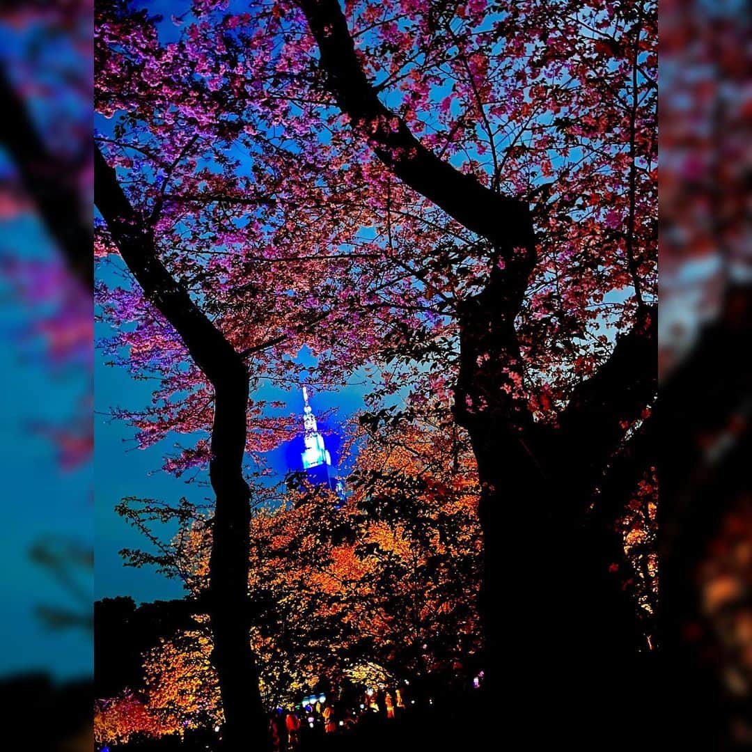 水上真理さんのインスタグラム写真 - (水上真理Instagram)「NAKED 桜の新宿御苑 2023 . とてもとても 美しかった🌸 . 来場者が持ち歩く提灯も 演出のひとつになっていて 幻想的な空間でした✨ . 中目黒の桜🌸 . 桜の下をゆっくり歩く . 幸せなひと時☺️✨ . 四季を感じれること . 日本に生まれた喜びを 噛み締める😌✨ . 幸せです✨ . #桜  #春  #新宿御苑  #新宿御苑の桜  #中目黒  #中目黒の桜」4月4日 19時49分 - mari_komorebi