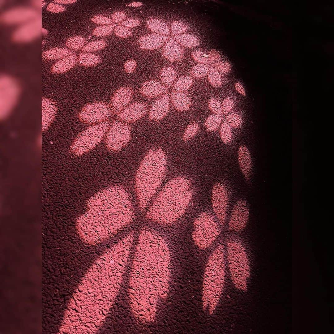 水上真理さんのインスタグラム写真 - (水上真理Instagram)「NAKED 桜の新宿御苑 2023 . とてもとても 美しかった🌸 . 来場者が持ち歩く提灯も 演出のひとつになっていて 幻想的な空間でした✨ . 中目黒の桜🌸 . 桜の下をゆっくり歩く . 幸せなひと時☺️✨ . 四季を感じれること . 日本に生まれた喜びを 噛み締める😌✨ . 幸せです✨ . #桜  #春  #新宿御苑  #新宿御苑の桜  #中目黒  #中目黒の桜」4月4日 19時49分 - mari_komorebi