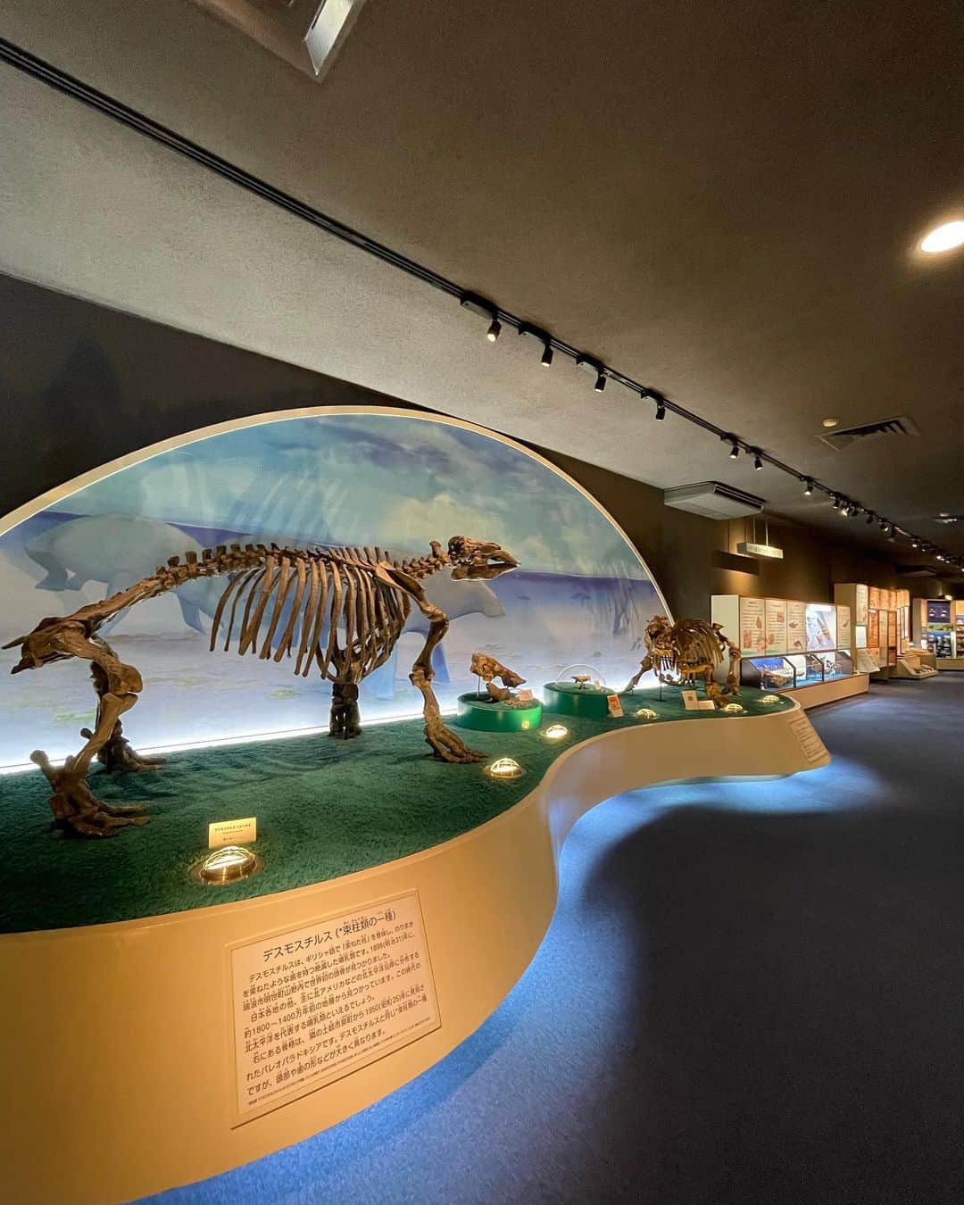 白木夏子さんのインスタグラム写真 - (白木夏子Instagram)「私も小さい頃行った化石掘りへgo!でした。岐阜県瑞浪市の化石博物館を見て、河原で1,700万年前の化石をトントンカンカン発掘作業。貝殻や葉っぱの化石、綺麗に発掘するの難しい！鮫の歯が出て欲しかったな〜🦈またリベンジします⚒」4月4日 19時50分 - natsukoshiraki