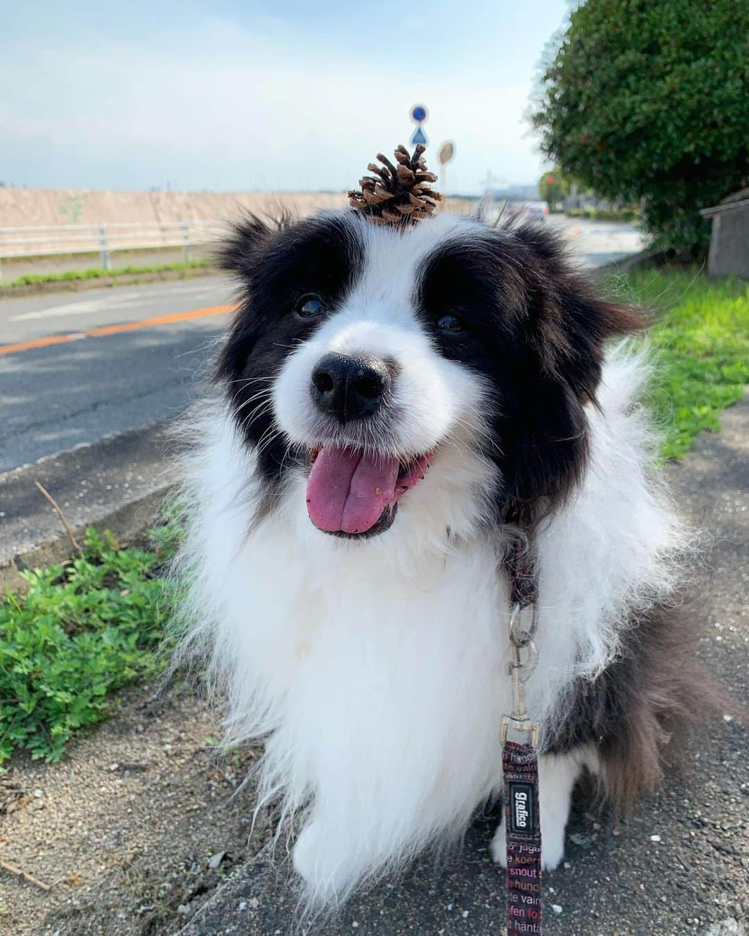 犬バカ部宣伝部長のインスタグラム