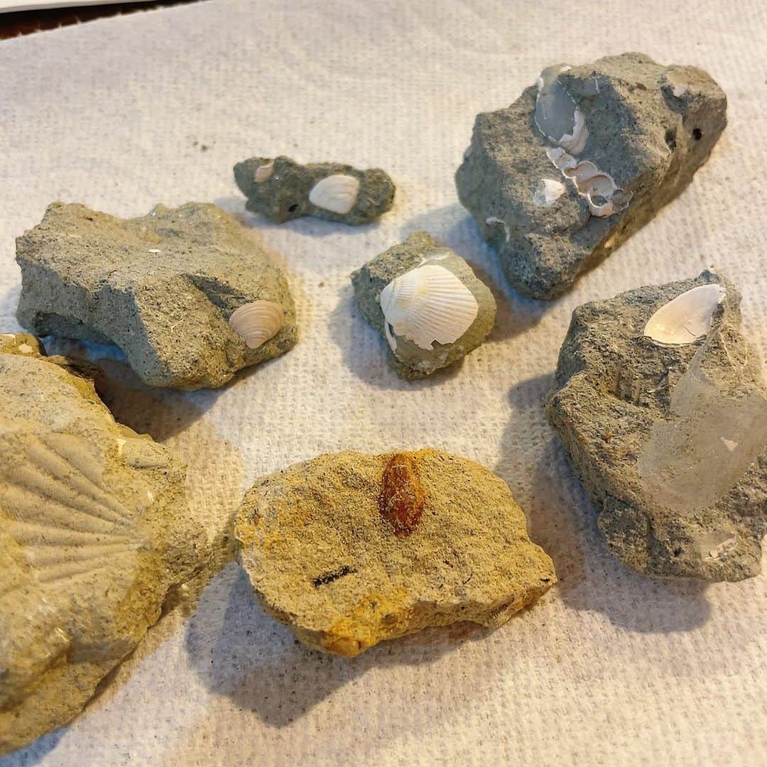 白木夏子さんのインスタグラム写真 - (白木夏子Instagram)「今日の収穫化石。 家に帰って、何の貝殻だったのかを調べる。6-7種類の貝や葉っぱがありました🐚」4月4日 19時58分 - natsukoshiraki