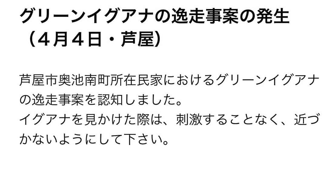 桂のインスタグラム：「グリーンイグアナの逸走事案の発生（４月４日・芦屋）  芦屋市奥池南町所在民家におけるグリーンイグアナの逸走事案を認知しました。 イグアナを見かけた際は、刺激することなく、近づかないようにして下さい。  #兵庫県警 #ひょうご防犯ネット #グリーンイグアナ #HyogoPrefecturalPolice #alert #iguanaiguana #iguana」