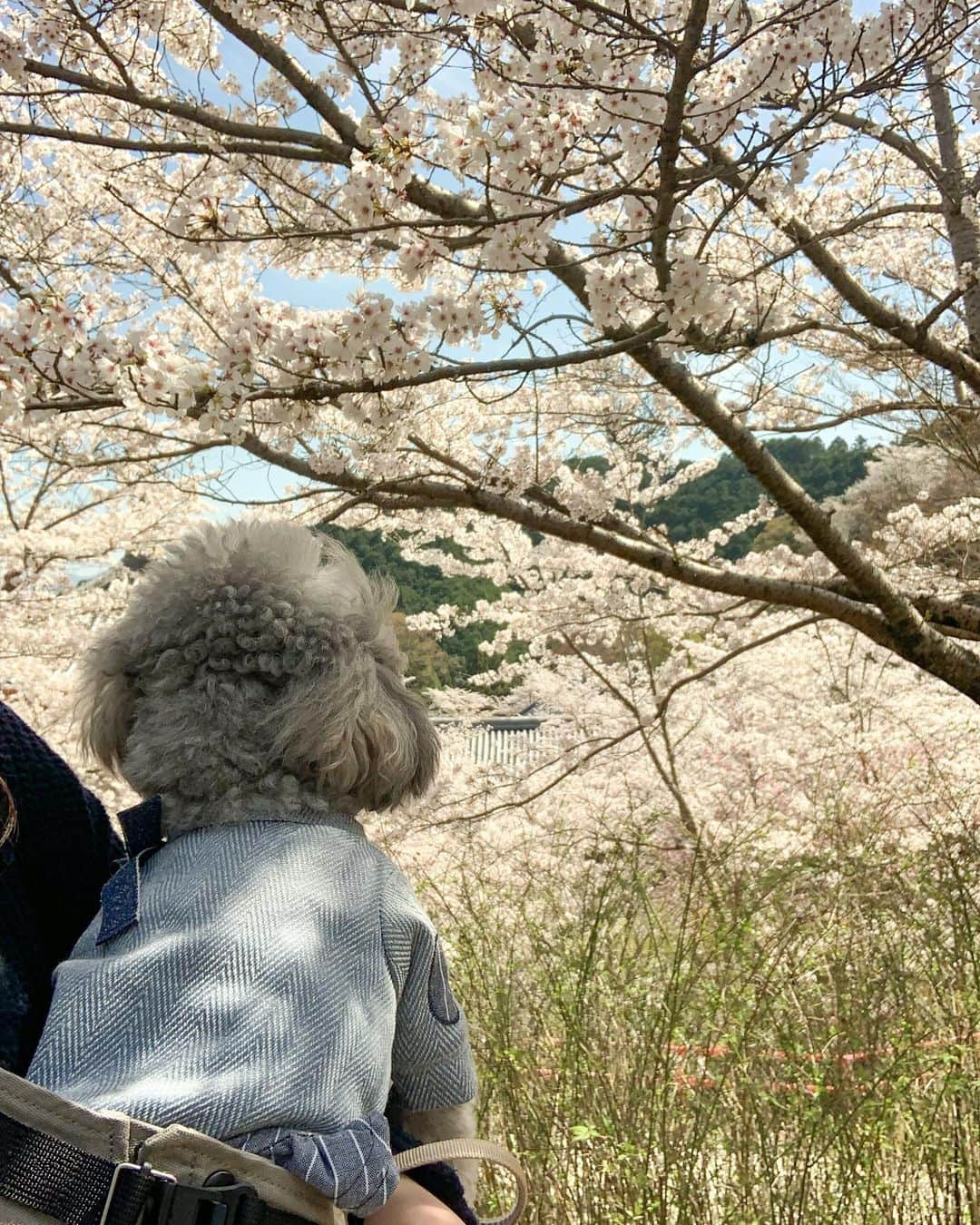 松本ルナさんのインスタグラム写真 - (松本ルナInstagram)「とてつもなくお久しぶりでございます🙋‍♀️🌸  載せたい写真が沢山ある😇  しかし文を打ってる途中で 寝てしまう😇やだやだ  今日は寝ませんように🙏🏻  本日はね、もあちゃんと 初めての花見をした時の写真☺️🌸  写真撮るのに必死すぎて 周りの人たちも笑ってました😂  しかし、愛犬と花見に行きたいという 私の夢がモアちゃんのお陰で 叶いました🥹🌸🌸✨✨✨  もあちゃんには感謝しまくり🥹  そして可愛すぎ🥹  明日は飼い主がまたジャンプしてる 写真載せます☺️❤️笑  #奈良 #花見 #わんこのいる生活  #愛犬と花見 #🌸 #いぬすたぐらむ  #勝手に奈良観光大使 #nara #トイプードル #シルプー #親バカ部  #トイプードル女の子 #トイプードル部 #toypoodle  #silver #doglover」4月4日 20時27分 - ruruna0123