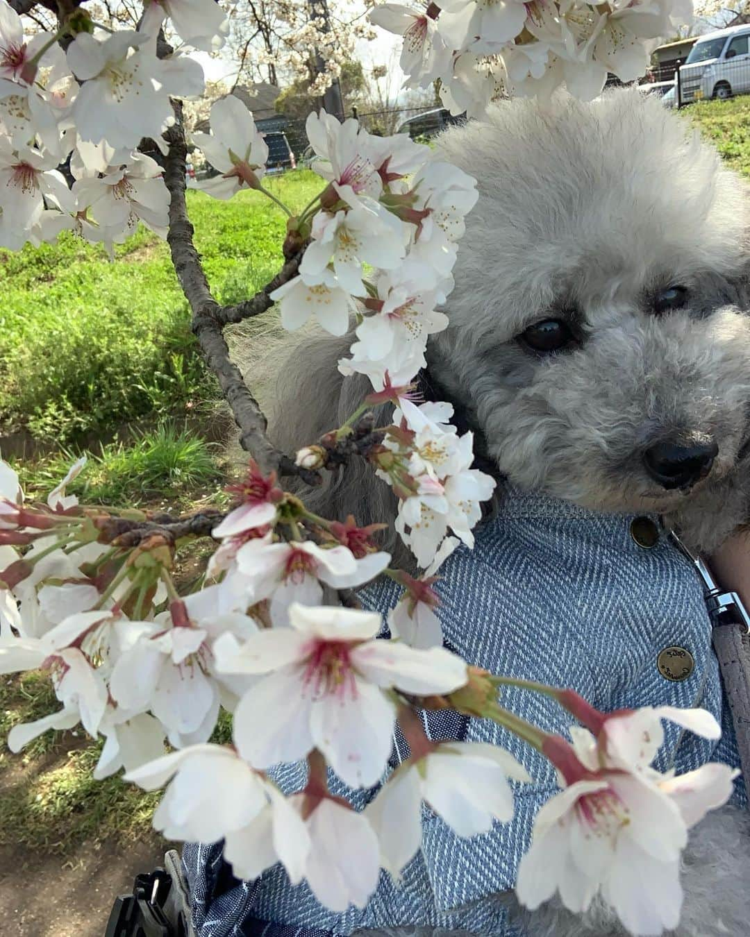 松本ルナさんのインスタグラム写真 - (松本ルナInstagram)「とてつもなくお久しぶりでございます🙋‍♀️🌸  載せたい写真が沢山ある😇  しかし文を打ってる途中で 寝てしまう😇やだやだ  今日は寝ませんように🙏🏻  本日はね、もあちゃんと 初めての花見をした時の写真☺️🌸  写真撮るのに必死すぎて 周りの人たちも笑ってました😂  しかし、愛犬と花見に行きたいという 私の夢がモアちゃんのお陰で 叶いました🥹🌸🌸✨✨✨  もあちゃんには感謝しまくり🥹  そして可愛すぎ🥹  明日は飼い主がまたジャンプしてる 写真載せます☺️❤️笑  #奈良 #花見 #わんこのいる生活  #愛犬と花見 #🌸 #いぬすたぐらむ  #勝手に奈良観光大使 #nara #トイプードル #シルプー #親バカ部  #トイプードル女の子 #トイプードル部 #toypoodle  #silver #doglover」4月4日 20時27分 - ruruna0123