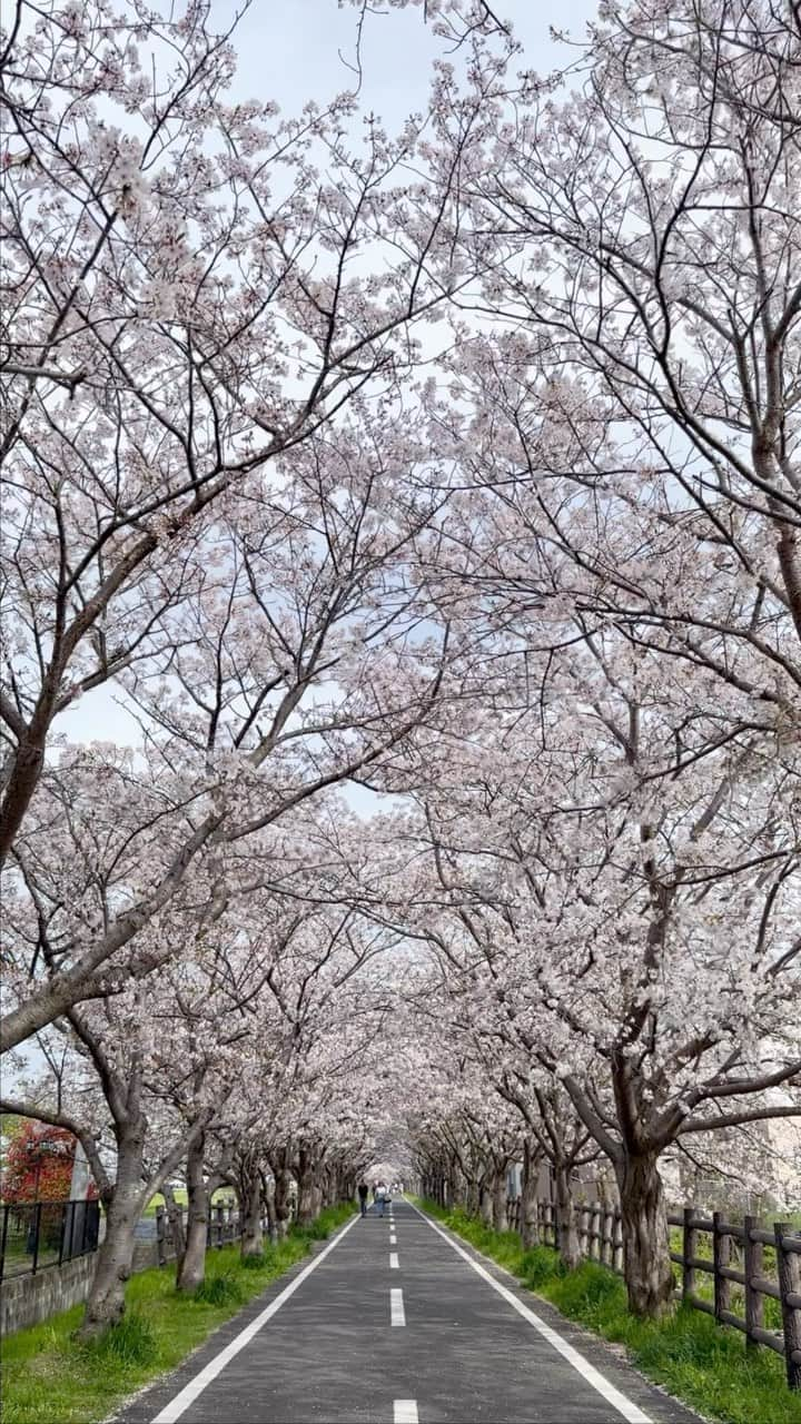 YUUGAのインスタグラム：「. . Spring Japan🇯🇵🌸✨ . 今年はたくさんお花見できて嬉しい♡ . . #spring #springday #followme #sakura #桜 #桜スポット #桜ロード #佐賀桜 #徐福サイクルロード #徐福サイクルロード桜 #佐賀観光 #桜のトンネル #桜 #saga #yuugaな暮らし #photo #pic #iPhone14pro #八芳園 #八芳園桜 #八芳園夜桜 #夜桜 #夜桜ライトアップ #ライトアップ #白金台 #白金台観光 #白金台桜 #happouen #🌸」