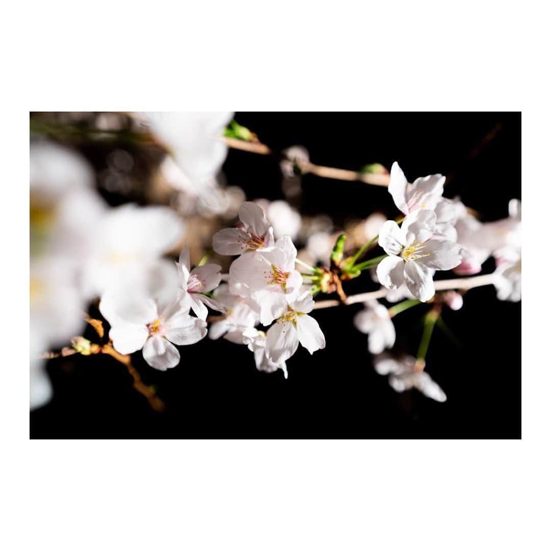 丸山未沙希のインスタグラム：「. 夜の桜 真っ暗の中に浮かび上がるピンクの桜  家の前の桜が本当に綺麗で素敵なんだよなあ いまはもうすっかり花が落ちて緑が見えてきています。 はやいなあ、また来年。  2枚目。真ん中の桜とめちゃくちゃ目が合う笑。  #4月 #新年度 #はじまり #お花見 #桜 #さくら #sakura #春 #vs花粉症 #夜桜 #散歩 #代々木公園 #歩く #ソフトクリーム #デジタル一眼 #一眼レフ #カメラ #写真 #単焦点レンズ #写真初心者 #カメラ初心者 #写真勉強中 #camera #Photo #photo_jpn #日常写真 #日々の写真 #日々のこと #写真日記」