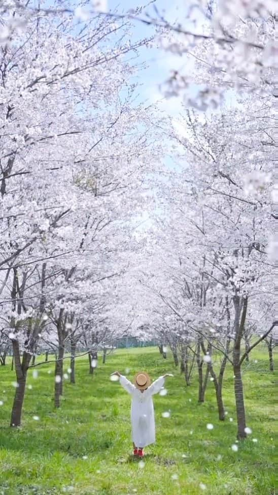 梶原憲之のインスタグラム：「桜吹雪。。。  桜撮りすぎてお腹いっぱいになった  @kaji_nori06  📸Nikon Z9 NIKKOR Z 24-70mm f/2.8 S  📹Nikon Zfc NIKKOR Z 28mm f/2.8  #岡山#岡山県#桜 #photoplusme #team_jp_  #art_of_japan_#桜スポット #japan#東京カメラ部 #photo_jpn #photo_shorttrip  #死ぬまでに行きたい日本の絶景#岡山観光#岡山旅行#nikoncreators #吉卜力#japantravel#おかやまハレ旅 #tokyocameraclub#retrip_news #daily_photo_jpn#絶景#ジブリ#지브리#light_nikon  #jalan_travel #japantrip」