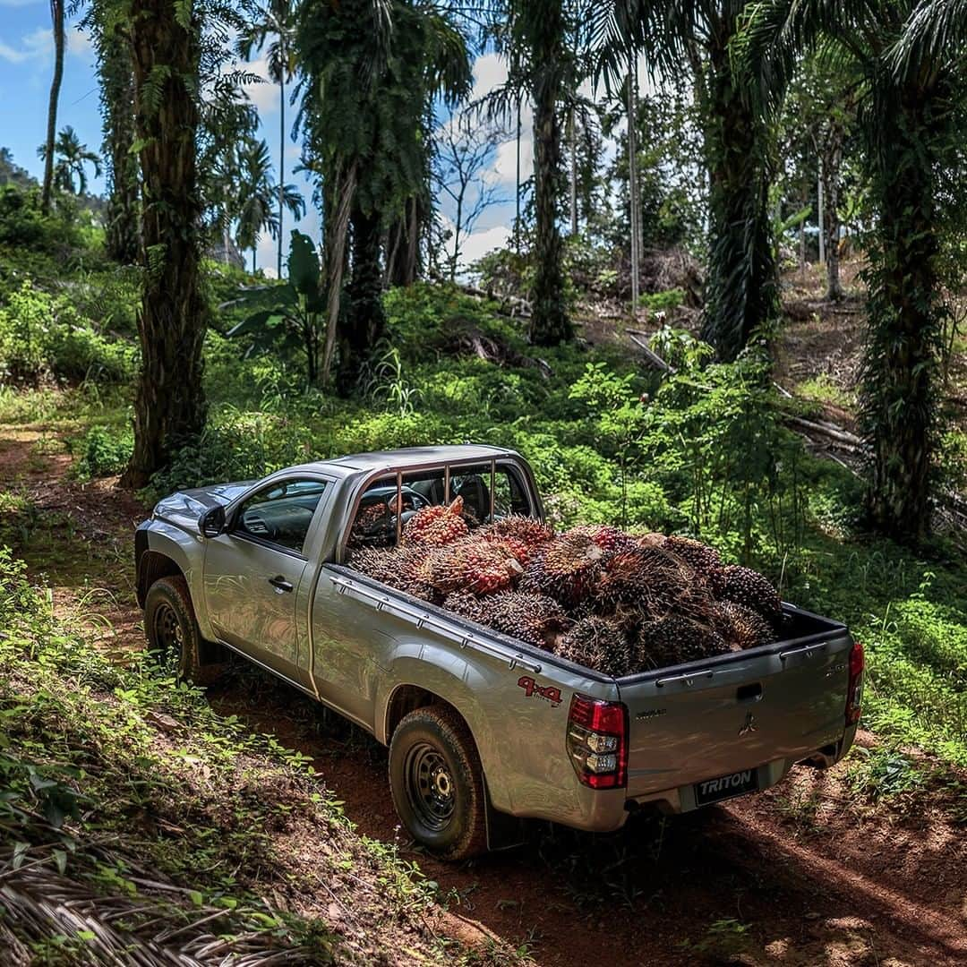 Mitsubishi Motors Thailandのインスタグラム：「Mitsubishi Triton แกร่งเต็มสมรรถนะ ลุยทุกงานหนัก ตัวจริงเคียงข้างเกษตรกรไทย 🌴🌴   #Triton #TritonLover #MitsubishiTriton #MitsubishiMotorsThailand⁠ #MitsubishiMotors #DriveYourAmbition #MitsubishiTH #MitsubishiTritonTH #MitsubishiTriton4x4 #OffRoad #ไทรทัน #รถกระบะ #กระบะสายลุย #เกษตรกร #มิตซูบิชิมอเตอร์ส」