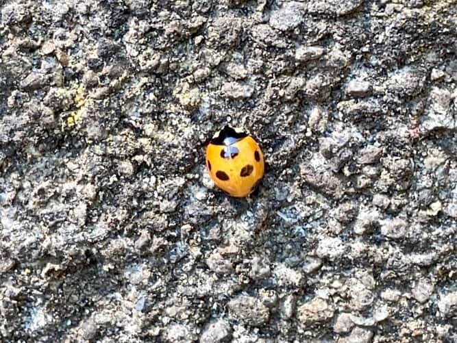 六車奈々さんのインスタグラム写真 - (六車奈々Instagram)「てんとう虫の羽化🐞せりと夫が、おばあちゃん家で見つけました‼️ 羽化直後はハッキリしない模様も、時間と共にこんなにクッキリ❣️ すごいねー😍  #てんとう虫  #羽化 #てんとう虫の羽化  #田舎暮らし #春だね  #子育て」4月4日 20時31分 - nanarokusha