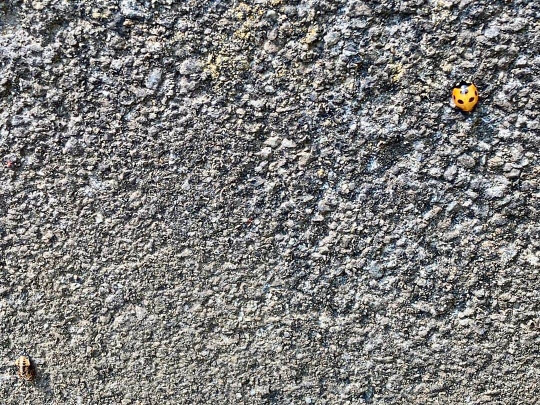 六車奈々さんのインスタグラム写真 - (六車奈々Instagram)「てんとう虫の羽化🐞せりと夫が、おばあちゃん家で見つけました‼️ 羽化直後はハッキリしない模様も、時間と共にこんなにクッキリ❣️ すごいねー😍  #てんとう虫  #羽化 #てんとう虫の羽化  #田舎暮らし #春だね  #子育て」4月4日 20時31分 - nanarokusha