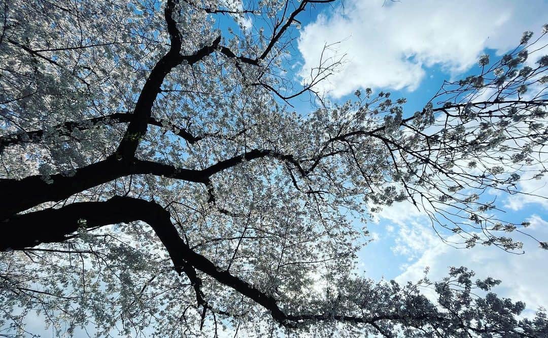 相沢梨紗さんのインスタグラム写真 - (相沢梨紗Instagram)「🫶🌸✨✨  #お花見 #桜 #🌸 #cherryblossom #tokyo #japan #japantravel #新宿御苑 #dempagumi #spring #春 #idol #東京観光」4月4日 20時31分 - risacheeese