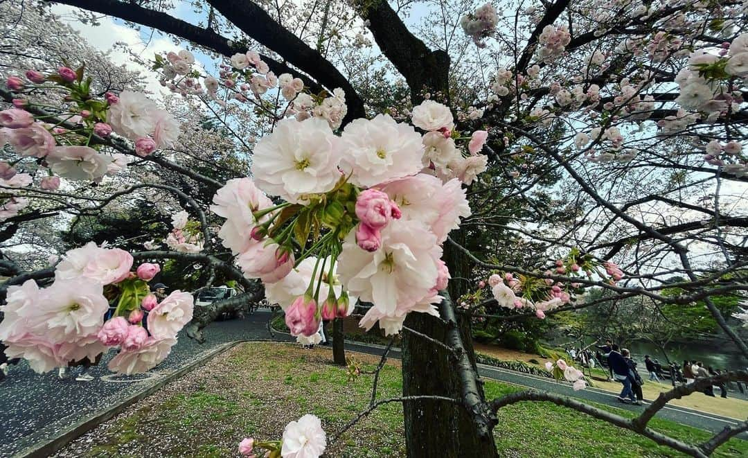 相沢梨紗さんのインスタグラム写真 - (相沢梨紗Instagram)「🫶🌸✨✨  #お花見 #桜 #🌸 #cherryblossom #tokyo #japan #japantravel #新宿御苑 #dempagumi #spring #春 #idol #東京観光」4月4日 20時31分 - risacheeese