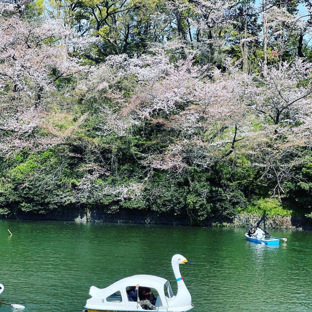 行正り香さんのインスタグラム写真 - (行正り香Instagram)「今年最後の花見は、母とかりんと千鳥ヶ淵へ。ボートも漕いで、抹茶あんみつも食べて。今は「今日も楽しかったな」と思うくらいだけど、数年経つと、きっと忘れがたい大切や時間になるんだろなあ。ボート漕ぐの、難しい。(^^)#行正り香 #rikayukimasa #千鳥ヶ淵 #あんみつタイム #そしてよし子さん、中国ドラマ「家族の名のにおいて」を睡魔に襲われるまで、見てます。すごいわ。#桜は舞姫という名だそう。」4月4日 20時44分 - rikayukimasa