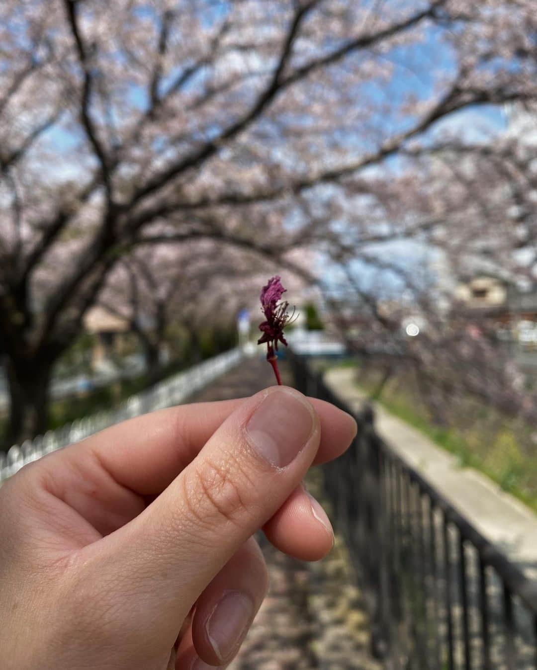 のインスタグラム：「娘と2人でお出かけ👩‍👧💕  行く途中、桜並木を歩いていたら 拾ってプレゼントしてくれた🫶🏻きゅん💕  たくさん遊んでママはヘロヘロだったけど 娘はまだまだ元気で…！！😳 帰りに公園寄りたいと騒ぎ出し 更におうち帰ってからも遊びました😂 子供の体力って凄い😳😳😳笑  #女の子ママ」