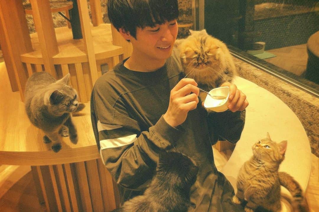 山下航平さんのインスタグラム写真 - (山下航平Instagram)「初めての猫カフェ もみくちゃにされる山下 猫カフェは餌を持てばモテモテになれる場所や」4月4日 20時49分 - kouhei_yamashita_official
