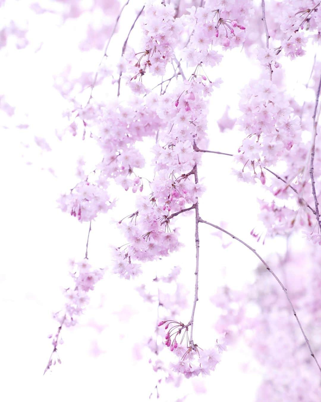 harumiのインスタグラム：「cherry blossoms🌸🌸🌸  今年は毎日桜パワーを感じれました💗💗💗  パワーー！ヤーーー！💪  #さくら」