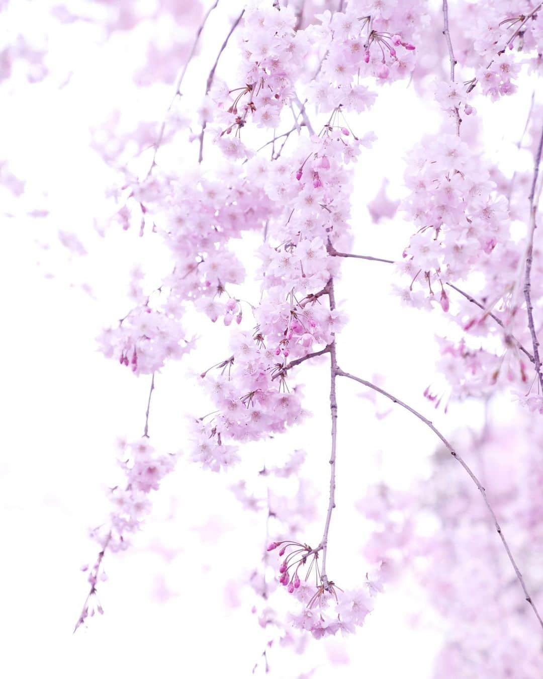 のインスタグラム：「cherry blossoms🌸🌸🌸  今年は毎日桜パワーを感じれました💗💗💗  パワーー！ヤーーー！💪  #さくら」