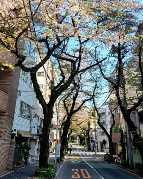 神取忍さんのインスタグラム写真 - (神取忍Instagram)「豊島区大塚にある道場(プロレスバンク)の近くに桜のトンネル(勝手に言ってます)も 満開だったのが、 だいぶ桜が散ってしまいましたね、、、 思い切り咲いて思い切り散る桜は 好きだなぁ!! 4月に入って新たな人生を歩みだす 人が多いと思いますが、 後悔しない人生を歩んで下さいね(^^) #豊島区 #大塚 #桜  #トンネル  #人生  #プロレス  #神取忍」4月4日 20時55分 - shinobukandori