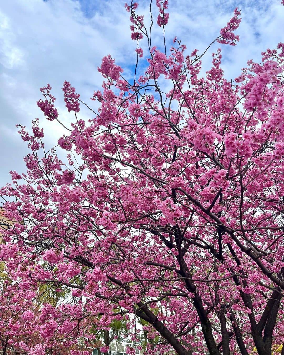雨宮真梨子さんのインスタグラム写真 - (雨宮真梨子Instagram)「⁡ ⁡ 横浜公園の桜を見に行ってきました👒🌸 ⁡ 濃いピンク色の八重桜💗 とっても綺麗だった〜🌸🎀 ⁡ この前 @babythessbofficial さんで お迎えしたピンク色のバードケージアンブレラが とっても可愛くて既にお気に入り🌂💞 ⁡ ⁡ ⁡ ⁡ ⁡ #横浜公園 #横浜観光 #横浜デート #山下公園 #公園コーデ #公園フォト #桜 #お花見 #桜スポット #お花見コーデ #お花見スポット #八重桜 #お花見日和 #お花見🌸 #ポートレート #桜ポートレート #映えスポット #ピンクコーデ #lolita #lolitafashion #lolitadress #lolitastyle #sweetlolita #babythestarsshinebright #ベイビーザスターズシャインブライト #lolitagirl #kawaiigirl #kawaiifashion #ロリータ #ロリータファッション」4月4日 20時59分 - mariko_amemiya101
