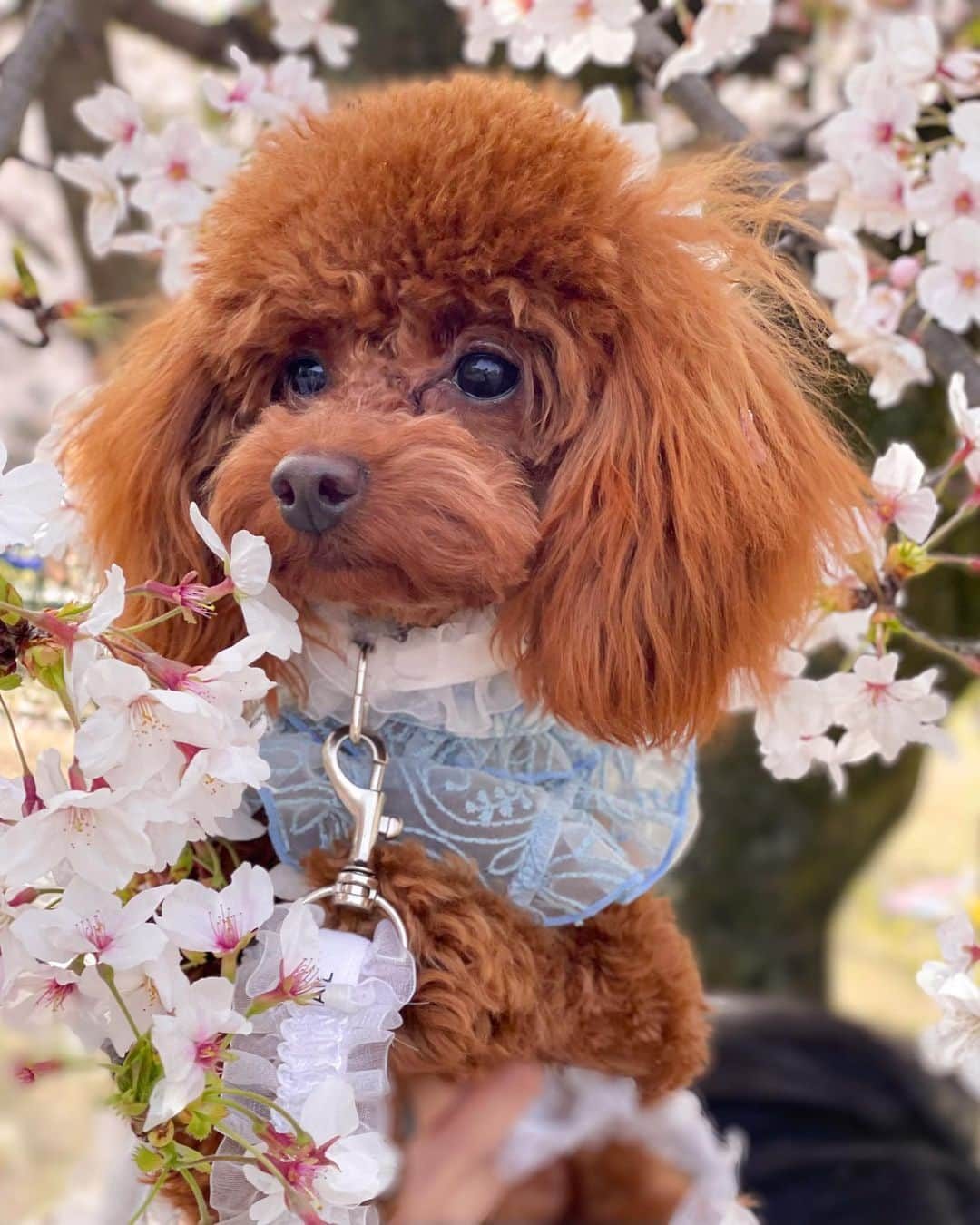 okamotosayaka さんのインスタグラム写真 - (okamotosayaka Instagram)「🌸🌸 . . . . . . . . #sakura#sakura🌸#trenchcoat#code#ootd#toypoodles#longhair#makeup#blackhair#longhair#花見#桜#さくら#愛犬#愛犬とお出かけ#花見コーデ#ロングヘア#黒髪#黒髪ロング#トイプードル#トレンチコート#愛犬大好き#トイプードル男の子#カラコン#春コーデ」4月4日 21時10分 - xxsayaka6312xx