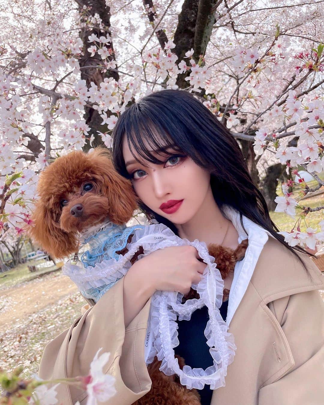 okamotosayaka のインスタグラム：「🌸🌸 . . . . . . . . #sakura#sakura🌸#trenchcoat#code#ootd#toypoodles#longhair#makeup#blackhair#longhair#花見#桜#さくら#愛犬#愛犬とお出かけ#花見コーデ#ロングヘア#黒髪#黒髪ロング#トイプードル#トレンチコート#愛犬大好き#トイプードル男の子#カラコン#春コーデ」