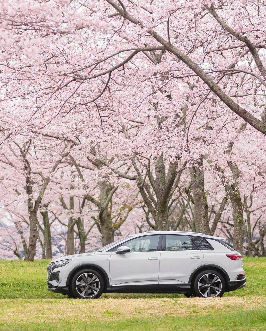 アウディ ジャパンさんのインスタグラム写真 - (アウディ ジャパンInstagram)「桜雲の中を走る一台のクルマ、Audi Q4 e-tron。 心地よい春の訪れとドライビングフィールを五感で愉しむ贅沢な時間。  *特別な許可を得て撮影しています。  #AudiQ4etron  #Audi #アウディ #アウディQ4etron #Q4 #AudiJapan #FutureIsAnAttitude #電気自動車 #EV #CarLife #CarLifeStyle #AudiLife #GermanCars #サステナビリティ #桜 #サクラ #さくら #cherryblossom #桜と愛車 #常灯ヶ峰 #大石寺 #静岡 #日本の風景 #国内旅行 #静岡ドライブ」4月4日 21時04分 - audijapan