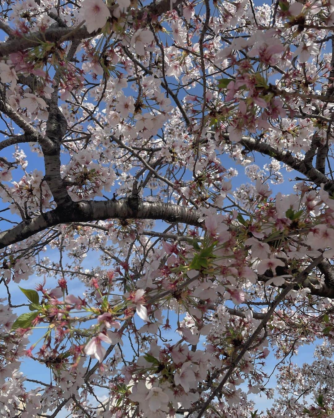 正中雅子のインスタグラム：「🌸🌸🌸  ついつい撮っちゃう🤳  薄いピンクに春の水色の空の色合いが綺麗で この時期は車でいつもの道を通ってるだけで幸せな気持ちになる☺️🌸  #桜 #cherryblossom」