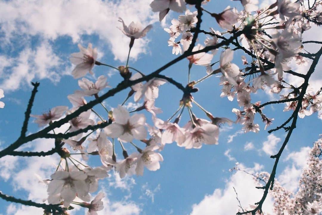 NEST INN HAKONE | 俵石閣さんのインスタグラム写真 - (NEST INN HAKONE | 俵石閣Instagram)「箱根にも春のあたたかさが訪れ、 桜も見頃を迎えました。  宮城野の早川沿いに桜並木があり、 4/22まで桜のライトアップも行われています。  今週の日曜日である4/9には、 さくらマーケットが開かれ、 桜にちなんだスイーツやドリンクを 楽しむことができるので、 ぜひ宿泊とご一緒にお立ち寄りください。  #桜 #桜スポット  #宮城野 #桜並木  #桜ライトアップ  #フィルムカメラ  #フィルムカメラ散歩」4月4日 21時19分 - okcs_hakone.retreat