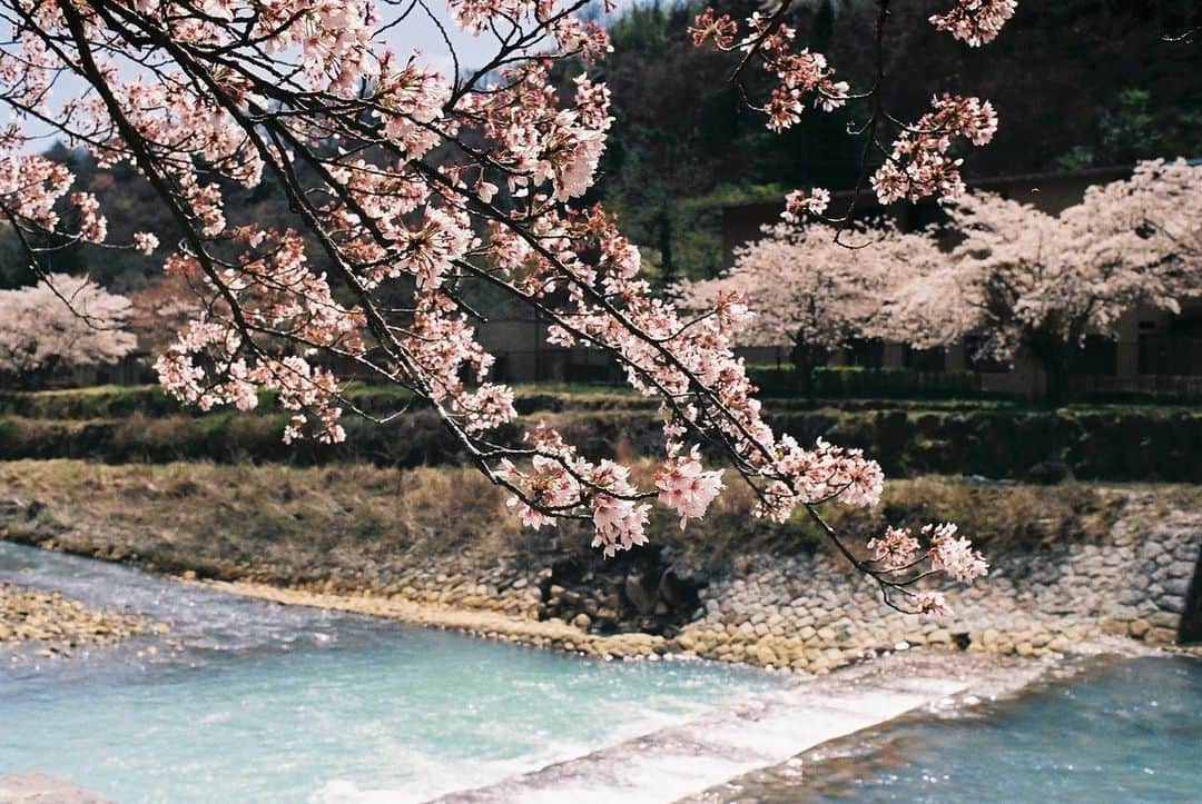 NEST INN HAKONE | 俵石閣さんのインスタグラム写真 - (NEST INN HAKONE | 俵石閣Instagram)「箱根にも春のあたたかさが訪れ、 桜も見頃を迎えました。  宮城野の早川沿いに桜並木があり、 4/22まで桜のライトアップも行われています。  今週の日曜日である4/9には、 さくらマーケットが開かれ、 桜にちなんだスイーツやドリンクを 楽しむことができるので、 ぜひ宿泊とご一緒にお立ち寄りください。  #桜 #桜スポット  #宮城野 #桜並木  #桜ライトアップ  #フィルムカメラ  #フィルムカメラ散歩」4月4日 21時19分 - okcs_hakone.retreat