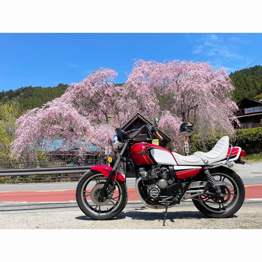 佐田正樹さんのインスタグラム写真 - (佐田正樹Instagram)「映え過ぎて春」4月4日 21時19分 - satakisama