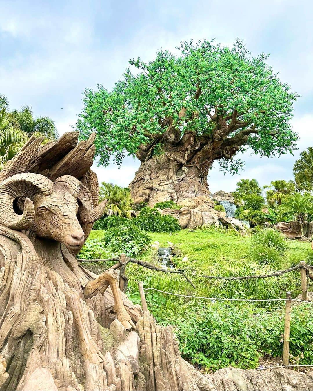 浅井麻里さんのインスタグラム写真 - (浅井麻里Instagram)「🌳WDW✨アニマルキングダム🌳 ⁡ Walt Disney Worldの、 アニマルキングダムのシンボル✨🌳 ツリー・オブ・ライフの前での浅井姉妹写真📸💕 ⁡ とっても大きな木で、 インパしてこれが見えてくると アニマルキングダムに来たー！ってテンション上がる❤️ ⁡ わたし達の横にもこっそり動物がいるんだけど、 (これは横の写真がわかりやすいかも) 木の幹のところにもいろんな動物が隠れてるの！ 3枚目の写真、木をアップにして見てみてー♬🌳 ⁡ 夜はこのツリー・オブ・ライフの、 プロジェクション・マッピングのショーが観られるよ✨ 木に映像が投影されるってとっても不思議で、 ほんとに木が生きてるみたいに感じられて さすが大自然のアニマルキングダム…！って圧巻❤️🥹 (その動画もまた今度のせるー！) ⁡ ⁡ #ディズニーワールド #アニマルキングダム #ツリーオブライフ #海外パーク #ウォルトディズニーワールド #フロリダディズニー #海外ディズニー #wdw #waltdisneyworld #フロリダ #オーランド #ディズニーコーデ #海外旅行 #ライオンキング #ディズニーフォトスポット #ディズニーフォト #アメリカ旅行 #ディズニー旅行 #disneypark #disneyparks #animalkingdom #disneyworld #waltdisneyworldflorida #waltdisneyworldresorts #wdwomari」4月4日 21時12分 - mari_asai_625