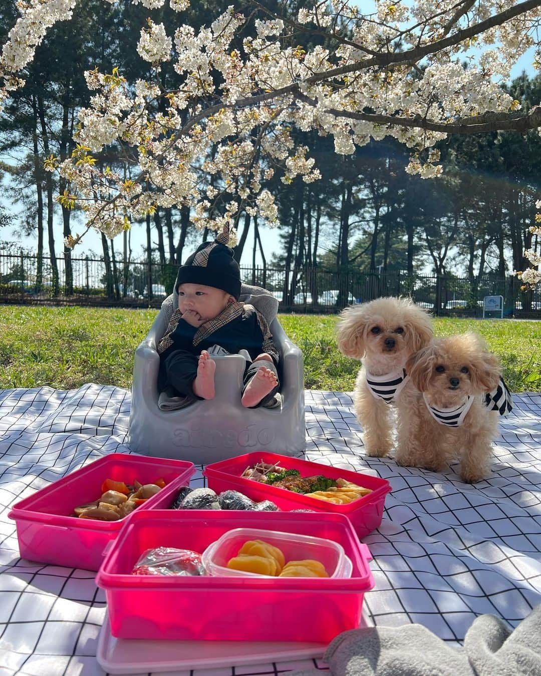 青木茉耶さんのインスタグラム写真 - (青木茉耶Instagram)「🌸🌸🌸  お天気良くなってお花見出来た♡ 来年はレオンも色々食べられるし お弁当作り頑張っちゃう🫰🏻🤍  #男の子ベビー #男の子ママ #男の子baby #令和4年ベビー #令和4年11月出産 #成長記録 #育児記録 #育児 #赤ちゃん #男の子 #赤ちゃんのいる生活 #赤ちゃんのいる暮らし #生後4ヶ月ベビー #生後4ヶ月 #お花見 #桜🌸」4月4日 21時29分 - ma_ya_126