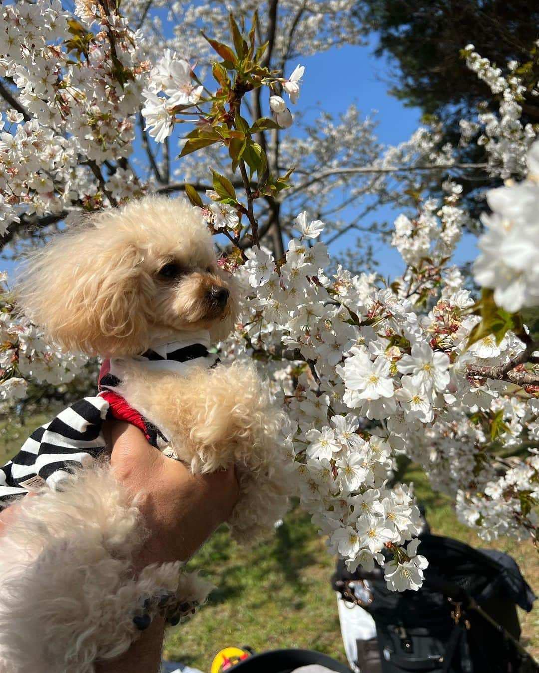 青木茉耶さんのインスタグラム写真 - (青木茉耶Instagram)「🌸🌸🌸  お天気良くなってお花見出来た♡ 来年はレオンも色々食べられるし お弁当作り頑張っちゃう🫰🏻🤍  #男の子ベビー #男の子ママ #男の子baby #令和4年ベビー #令和4年11月出産 #成長記録 #育児記録 #育児 #赤ちゃん #男の子 #赤ちゃんのいる生活 #赤ちゃんのいる暮らし #生後4ヶ月ベビー #生後4ヶ月 #お花見 #桜🌸」4月4日 21時29分 - ma_ya_126