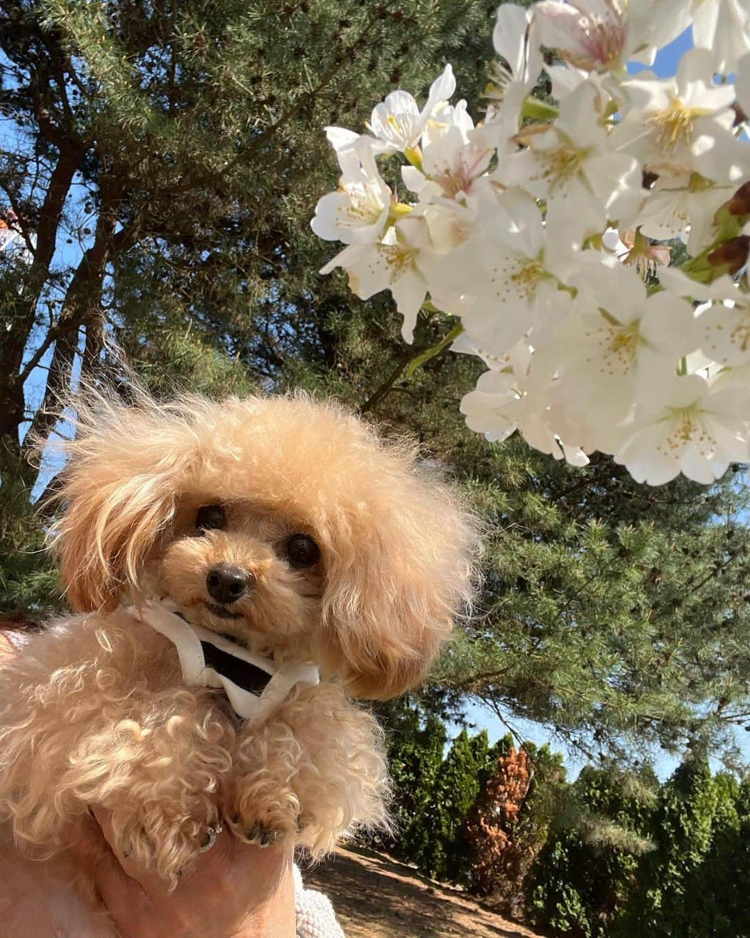 青木茉耶さんのインスタグラム写真 - (青木茉耶Instagram)「🌸🌸🌸  お天気良くなってお花見出来た♡ 来年はレオンも色々食べられるし お弁当作り頑張っちゃう🫰🏻🤍  #男の子ベビー #男の子ママ #男の子baby #令和4年ベビー #令和4年11月出産 #成長記録 #育児記録 #育児 #赤ちゃん #男の子 #赤ちゃんのいる生活 #赤ちゃんのいる暮らし #生後4ヶ月ベビー #生後4ヶ月 #お花見 #桜🌸」4月4日 21時29分 - ma_ya_126