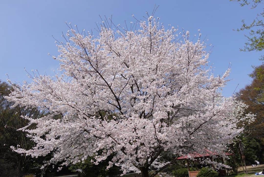 臼田あさ美さんのインスタグラム写真 - (臼田あさ美Instagram)「川島小鳥さんの写真展 『たくさんの今たち』へ🐣  生命力に満ちていて、じわーっと元気が出た🙌🏻🔥わたしも、生き生きと今をたくさん生きたい！そんな気持ち🙃❤️‍🔥  富山県は桜が満開だった。どこを通っても光や景色が美しかった🤳🏻✨  #たくさんの今たち」4月4日 21時23分 - asami_usuda