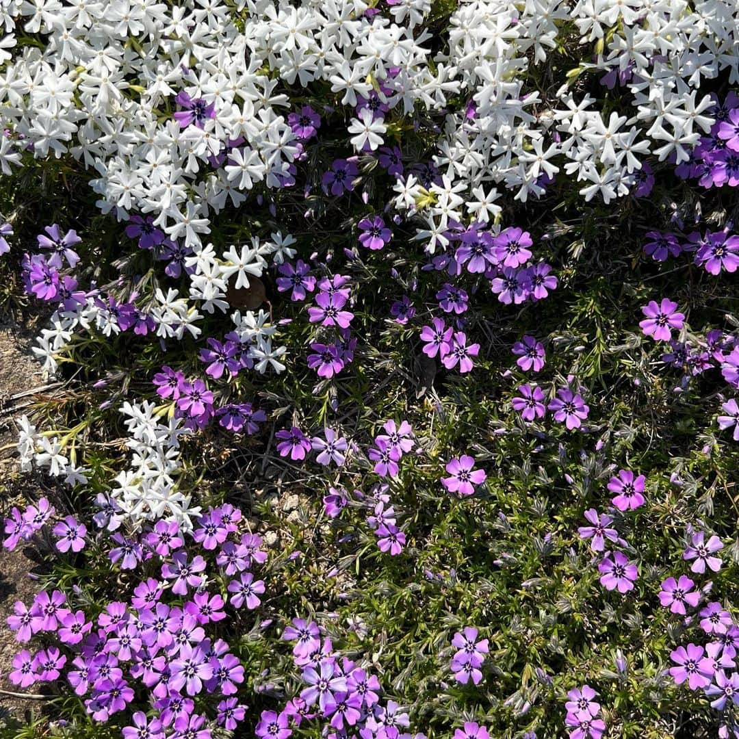 山尾梨奈さんのインスタグラム写真 - (山尾梨奈Instagram)「〻 Why I like spring 🌸🌷🌼🌿  春があって良かった」4月4日 21時24分 - yamarina_1210