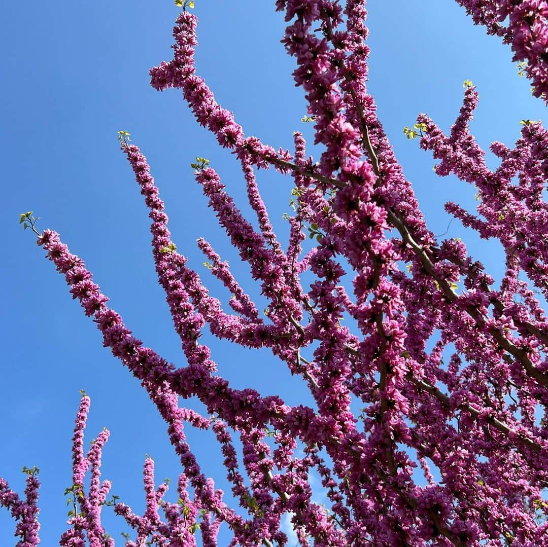 山尾梨奈さんのインスタグラム写真 - (山尾梨奈Instagram)「〻 Why I like spring 🌸🌷🌼🌿  春があって良かった」4月4日 21時24分 - yamarina_1210