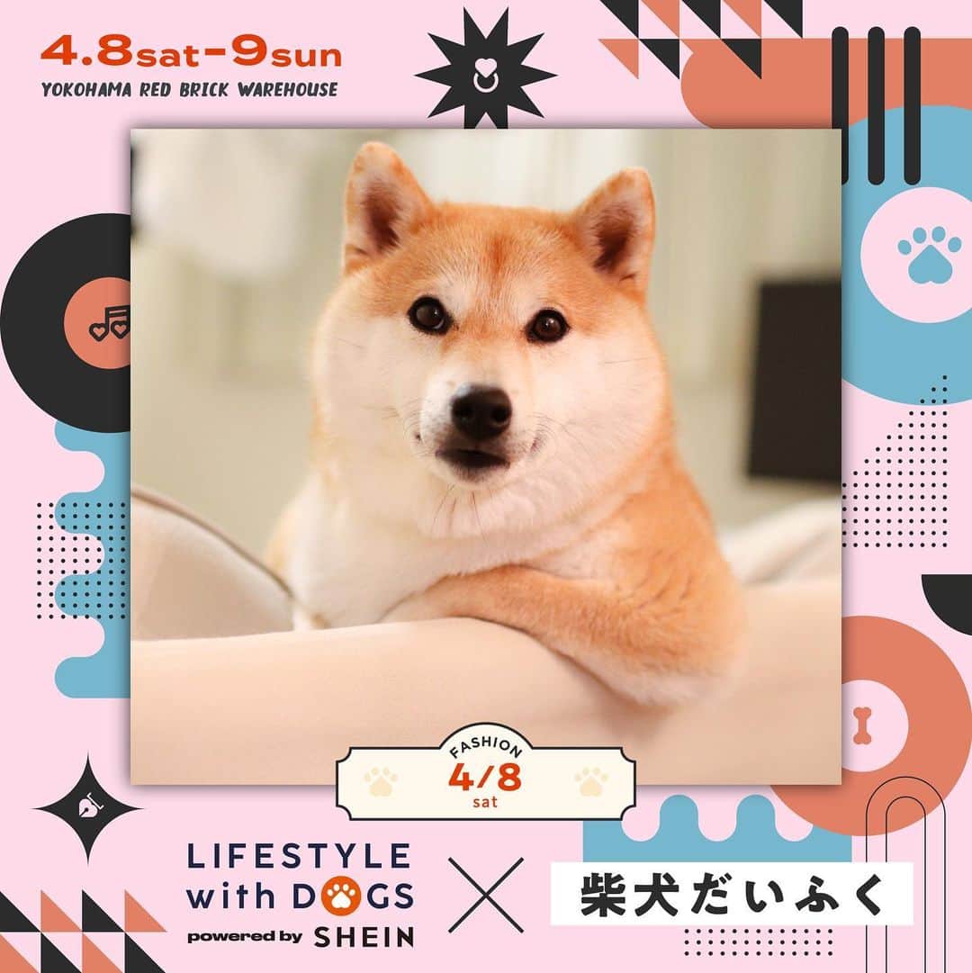だいふくさんのインスタグラム写真 - (だいふくInstagram)「週末の予定はもう決まった❓ さて、来たる4/8(土) 柴の日にだいふくが【LIFE STYLE with DOGS powered by SHEIN@横浜赤レンガ倉庫】に出演するよ〜👏 人とペットが共存できるサステナビリティなコミュニティの構築をテーマに、わんこ同伴🐶で参加できる日本最大級の無料の野外ファッションショー＆音楽ライブのイベントなんだよ〜。 だいふくはぬわんと！　ファッションショーでランナウェイを歩くよ🐕✨✨　完璧なキャットウォーク練習しておかないと🐶💦ドッグだけどね（さぶ） 愛犬と一緒に参加できる「イヌリンピック」やペットと一緒に写真が撮れる特製フォトブース📷もあるよ。ぜひわんこ同伴で遊びにきてよね。 ライブ出演アーティストも超豪華だから一度ホームページを要check it out you!!だよ。  ※ だいふくは4/8(土) 2部　17:00-20:00 に参加します  以下イベント詳細  【LIFE STYLE with DOGS powered by SHEIN】 日程：2023年4月8日(土)/9日(日) 時間：1部13:00-16:00/2部17:00-20:00（暫定） 会場：横浜赤レンガ倉庫イベント広場 料金：観覧無料（限定Tシャツ購入者のみ前方席観覧可能）  #LWDwithSHEIN」4月4日 21時45分 - daifuku_channel