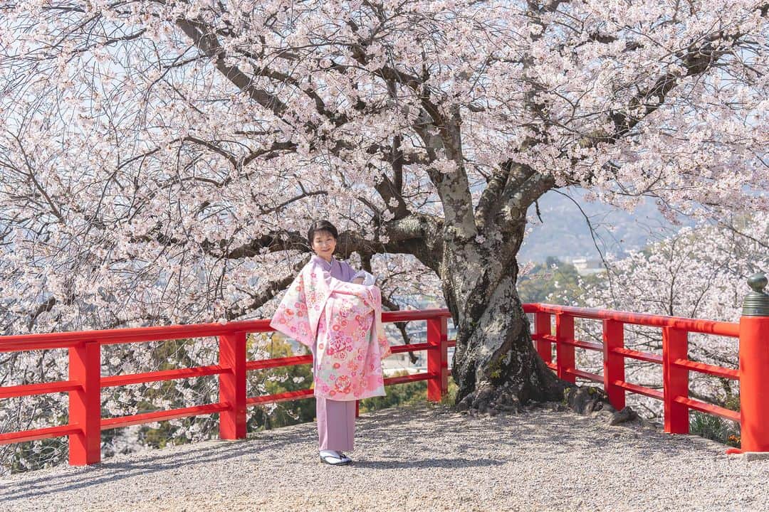 大津びわ子のインスタグラム：「先週末、満開の桜🌸の中山寺へ、初参りとお礼参りに。スクスク育ってね❣️」