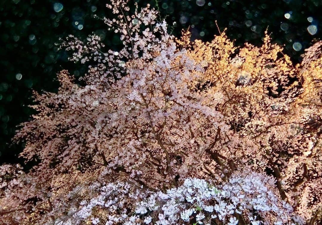 青木育日さんのインスタグラム写真 - (青木育日Instagram)「🌸  毎年大好きな桜の季節も、もうすぐ終わり。  過去の写真を遡っていたら たくさん桜の写真が出てきたので📷  #夜桜#お花見#染井吉野」4月4日 21時47分 - ikuhiaoki