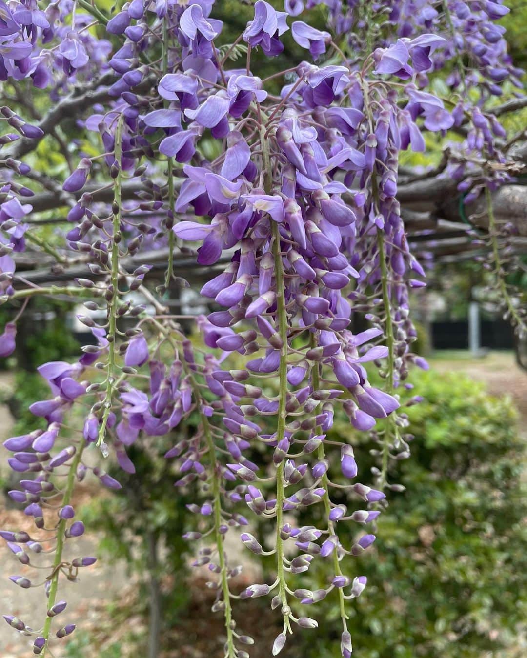 Yuuのインスタグラム：「♡ 今年は季節が早くて 藤の花も咲き始めました  #藤 #wisteria」