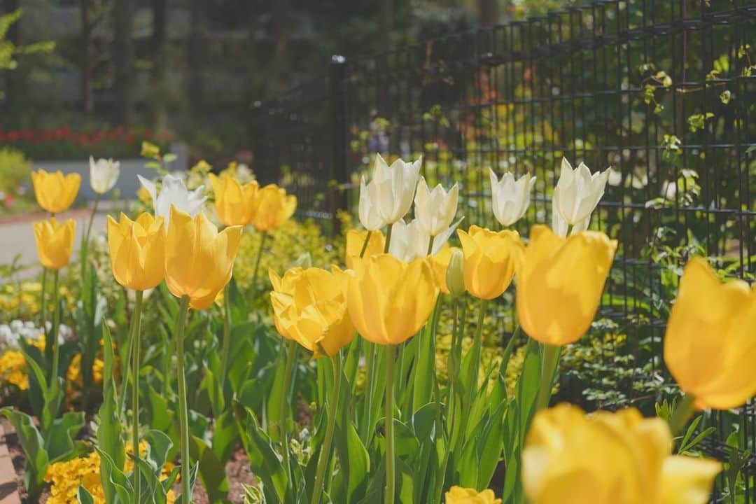 藤田崇寛さんのインスタグラム写真 - (藤田崇寛Instagram)「今日は天気が良かったので花を愛でにローズガーデンへ。  久々にフルサイズカメラを持ち出して100枚ほど撮影📸 やっぱりスマホでは撮れない画が撮れる。  春っていいですね。」4月4日 21時50分 - fujitaka0125