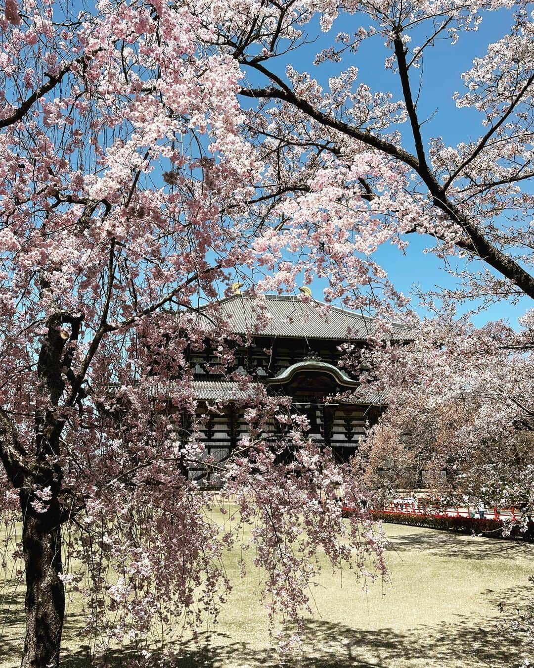 川本睦子さんのインスタグラム写真 - (川本睦子Instagram)「プライベートで奈良に滞在してきました。 親友のキヨちゃんに連れてってもらい、はじめてちゃんと東大寺の大仏様へ！  初めて行ったのは幼稚園の時なのであんま記憶なく、大学生の時に行ったけど夕方で開いてなくて、42にしてやっときちんとお参りできました。 20年ごとに行ってる計算にw  あの大きさとか荘厳さ、温かさとか慈しみって、行かないとわからないものがあるなぁ。 ただただ感動しました。  桜も素晴らしくて、海外からの観光客もすごかった！ 完全に戻ったね。  また還暦くらいに行きたいなぁ〜  あと大仏殿の一番近くのみたらし団子、人生で一番美味しいみたらし団子だった！！！しかも100円！！！長寿箸も一膳130円！！！ 奈良の人たちいい人すぎ…もっと商売して〜  #奈良観光 #奈良大好き #観光メダル #古墳ケーキ #ダサ土産」4月4日 21時52分 - muzco