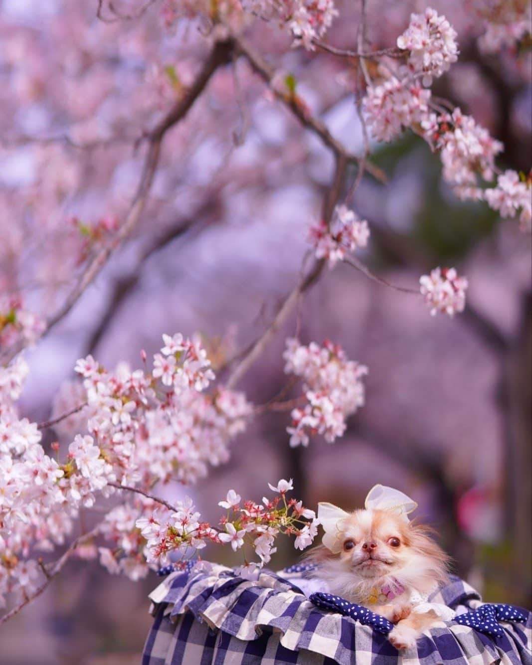 kayoのインスタグラム：「* * * 2年前と同じ場所で｡｡｡ * * Lychee🌸 * * #桜 #お花見 #思い出の場所 #夙川 #チワワ #chihuahua * * *」