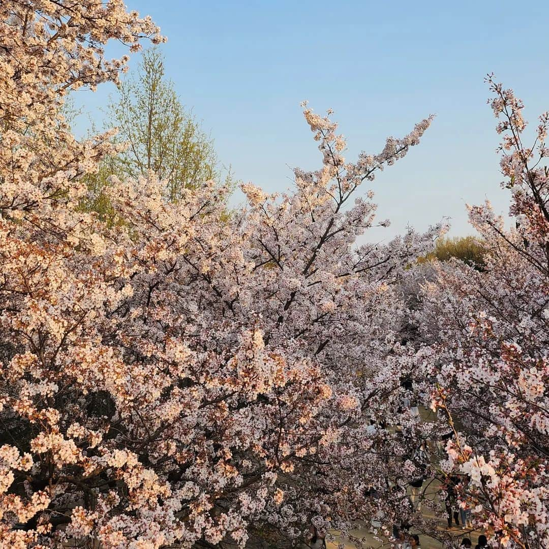 ユファン さんのインスタグラム写真 - (ユファン Instagram)「🌸🌸🌸」4月4日 22時00分 - onlyuhwan