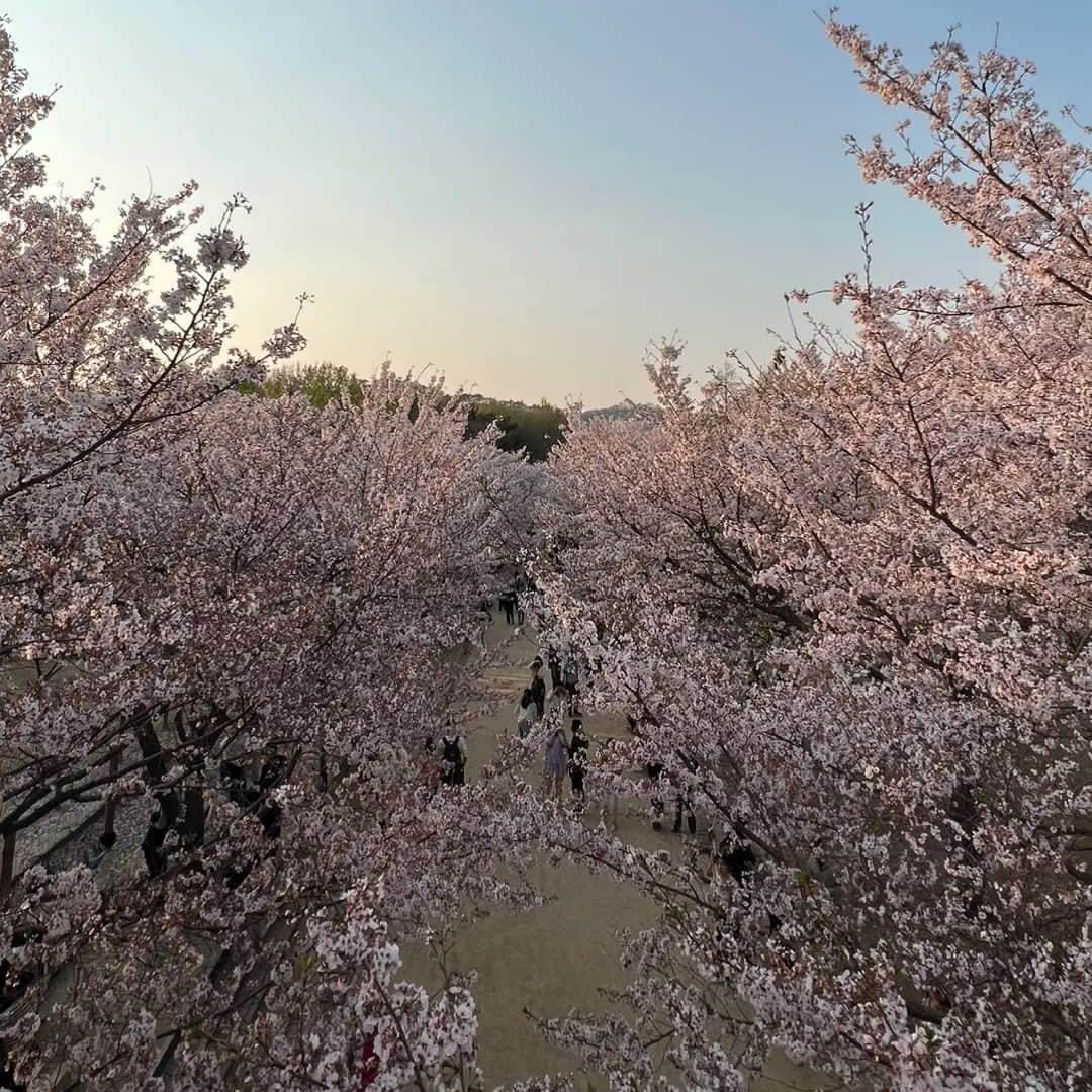 ユファン さんのインスタグラム写真 - (ユファン Instagram)「🌸🌸🌸」4月4日 22時00分 - onlyuhwan