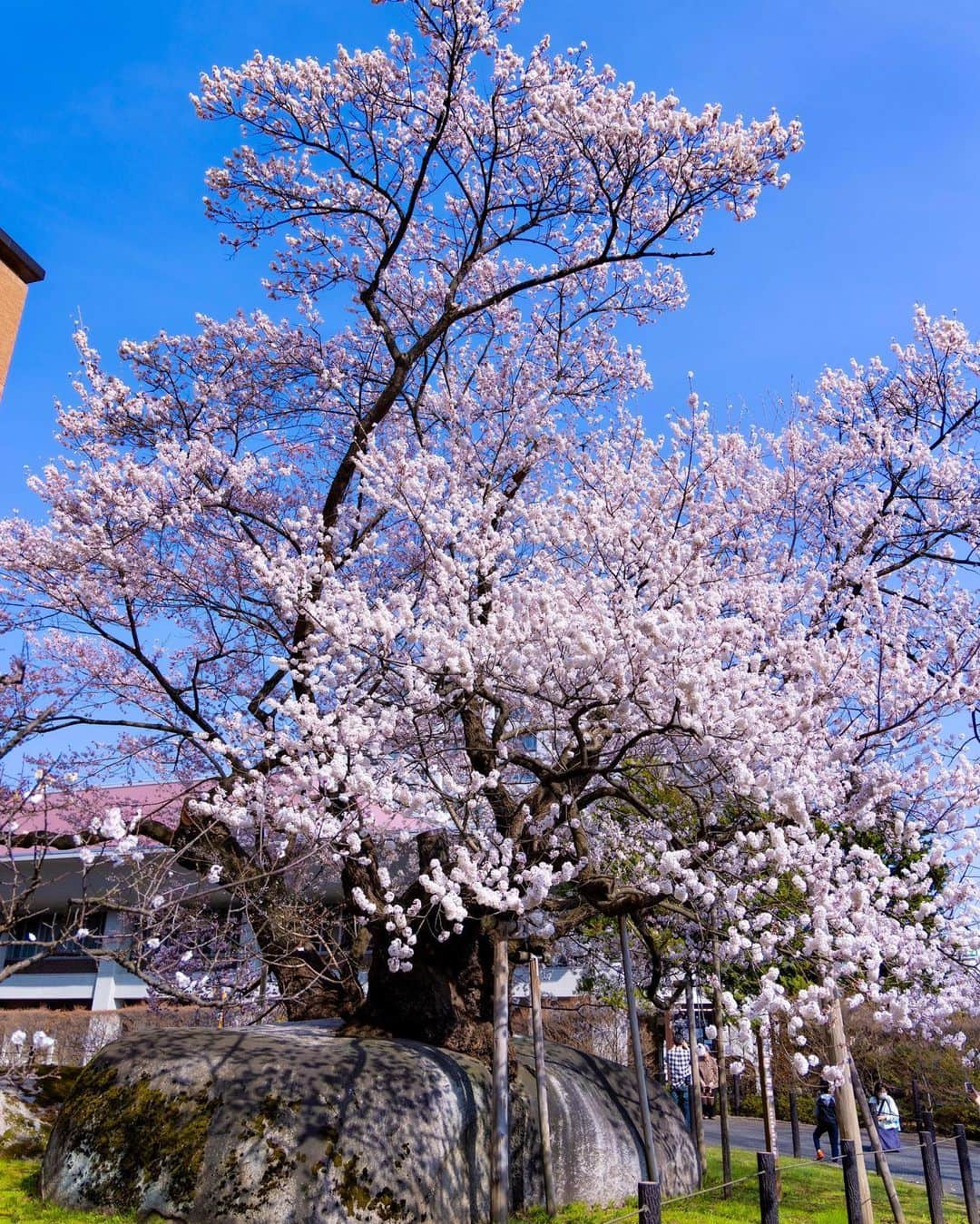 住本結花さんのインスタグラム写真 - (住本結花Instagram)「. 盛岡市内の桜も開花が進んでいます🌸 今日は満開の石割桜をニュースで紹介！ 岩を割るように桜の木が生えているんですよ〜 生命力を感じますよね  カメラマンさんに良いカメラで撮ってもらいました📸  #岩手県　#岩手　#岩手めんこいテレビ　#めんこいテレビ　#アナウンサー　#住本結花　#Iwate #桜　#お花見　#石割桜　#morioka」4月4日 22時01分 - yuka_sumimoto_mit