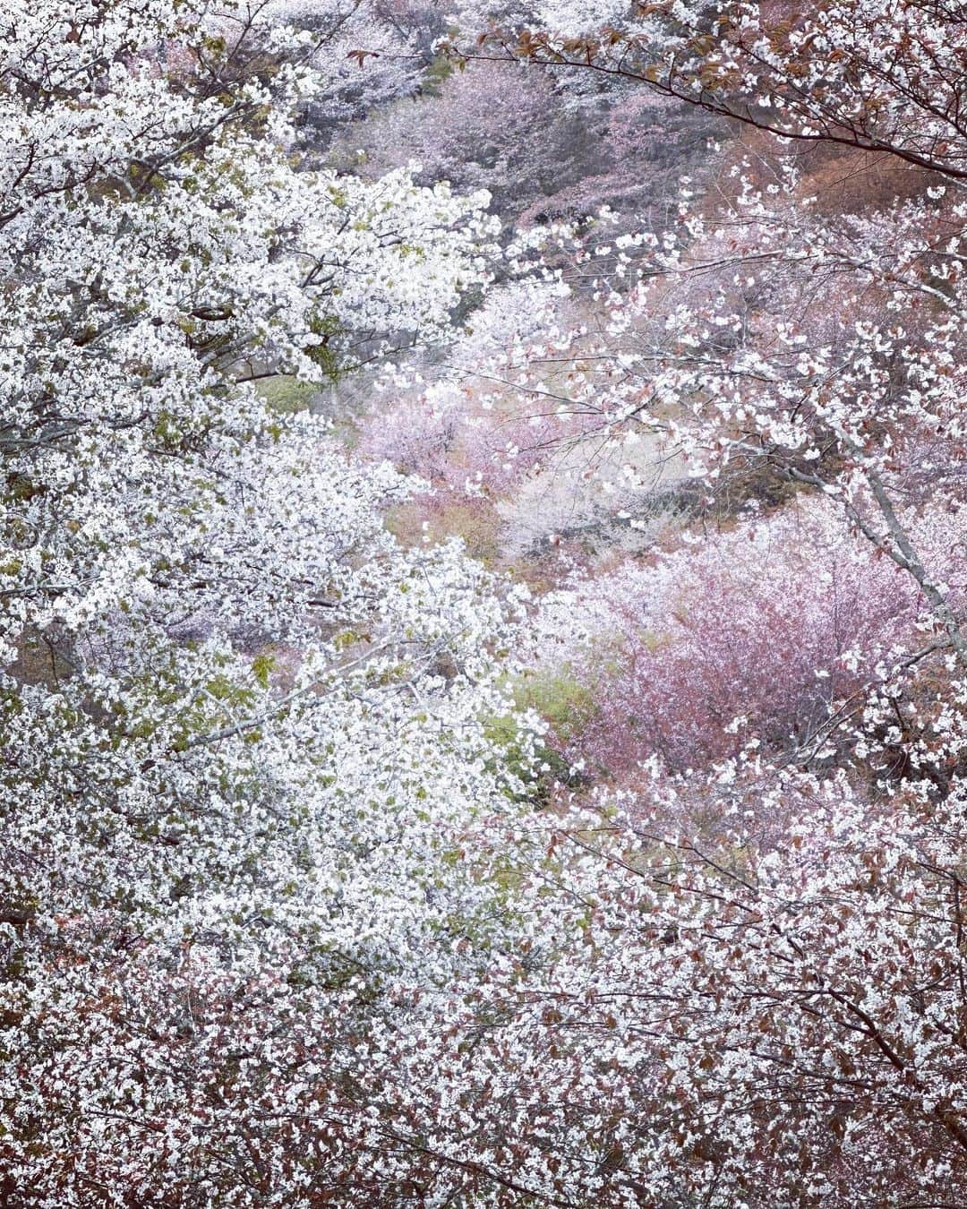 HiRAO INCさんのインスタグラム写真 - (HiRAO INCInstagram)「. 思いがけず導かれて辿り着いた奇跡 出会いたかった景色は、霞がかかったサクラ色 山にかかる淡い色彩に，舞い散る桜吹雪 美しかった  A shower of cherry blossoms Blesstaking」4月4日 22時29分 - kayokohirao