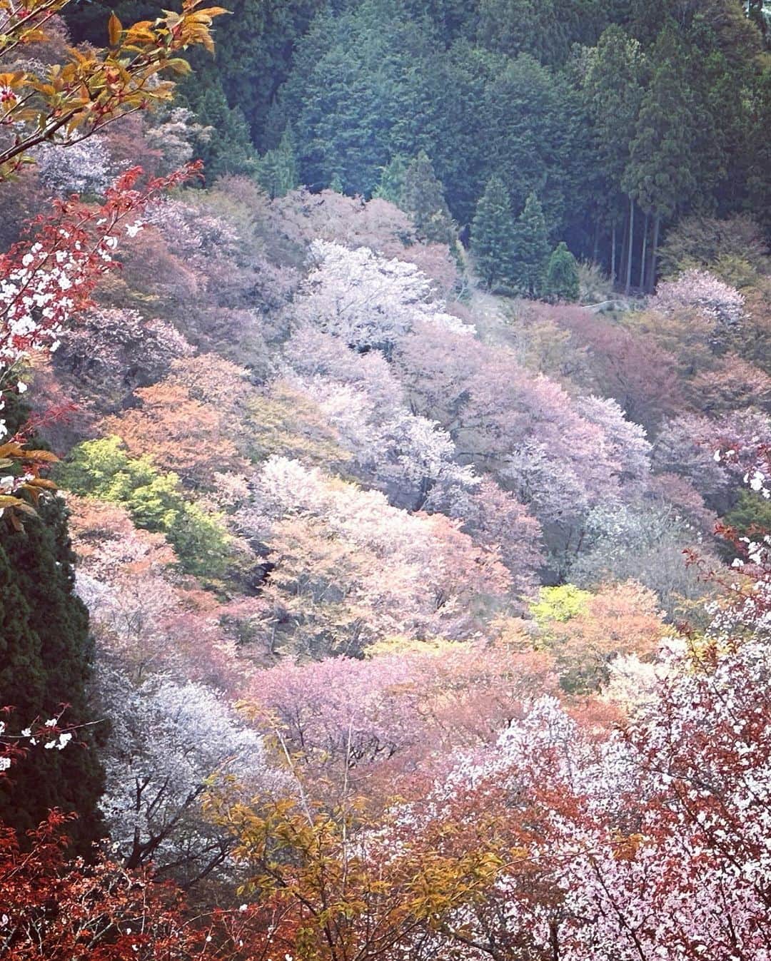 HiRAO INCさんのインスタグラム写真 - (HiRAO INCInstagram)「. 思いがけず導かれて辿り着いた奇跡 出会いたかった景色は、霞がかかったサクラ色 山にかかる淡い色彩に，舞い散る桜吹雪 美しかった  A shower of cherry blossoms Blesstaking」4月4日 22時29分 - kayokohirao